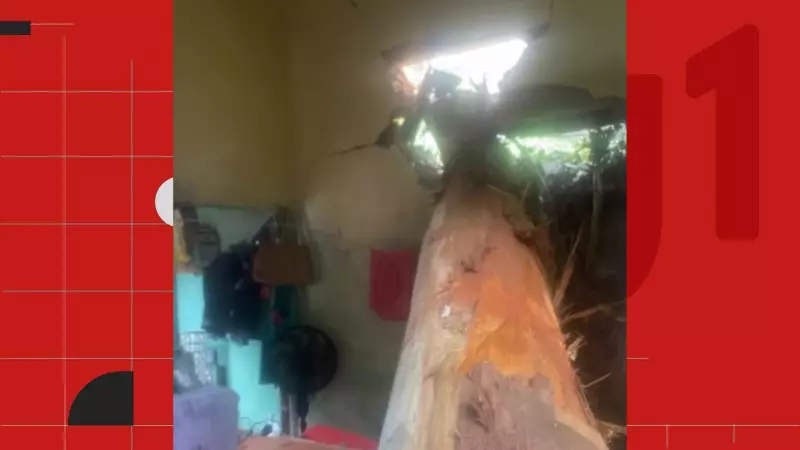 Eucalipto de 40 metros cai e atinge duas casas em Ibatiba, sem feridos