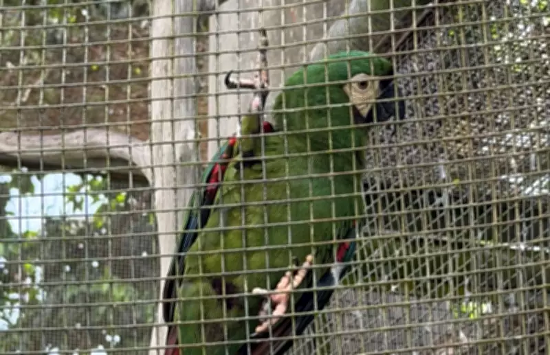 Ex-BBB Isabelle Nogueira conhece arara batizada em sua homenagem no Cigs, em Manaus