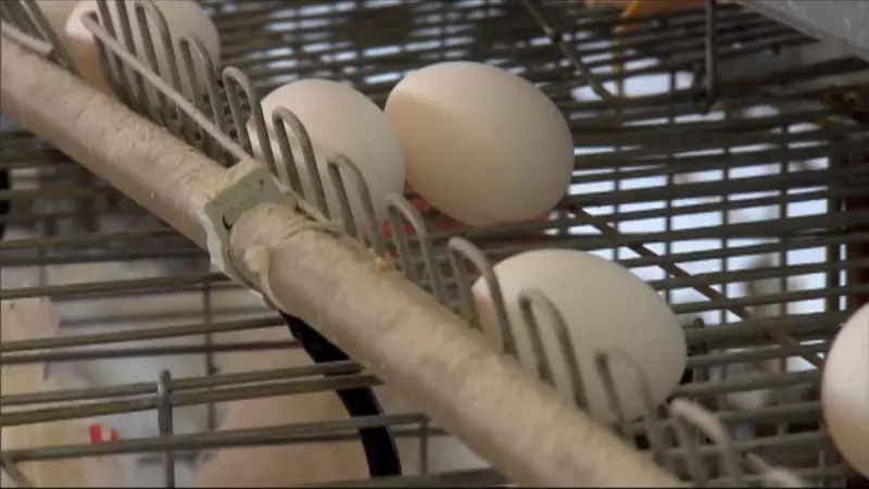 Exportações de ovos do Brasil disparam 121,4% e batem recorde em 2025