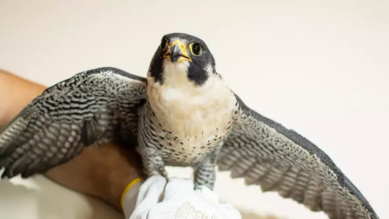 Falcão-peregrino baleado é resgatado no RS: ave atinge 300 km/h