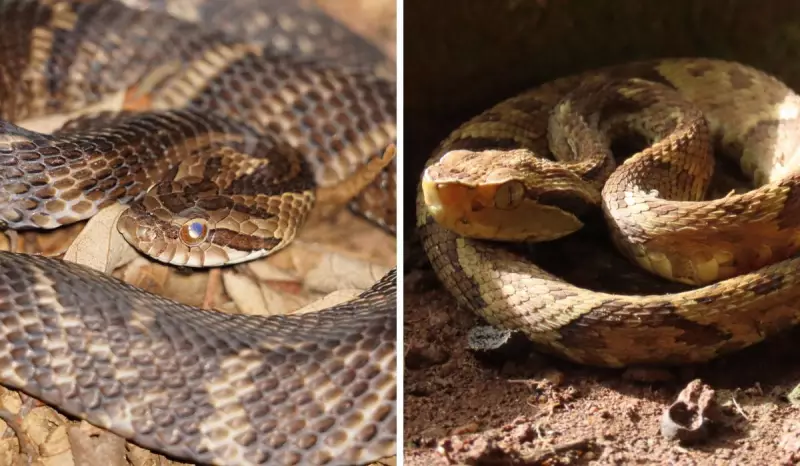 Falsa-jararaca: a serpente atriz que imita veneno para sobreviver na Mata Atlântica