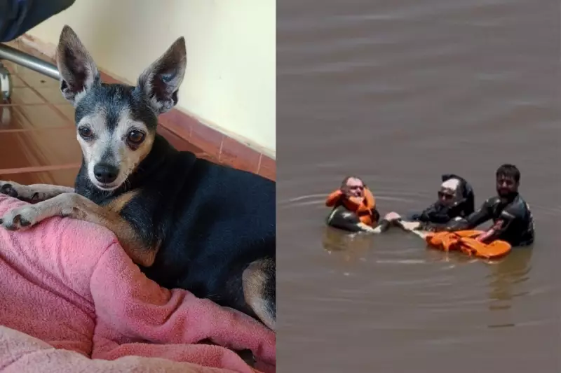 Família busca pinscher perdida após naufrágio no Rio Paraná em Presidente Epitácio