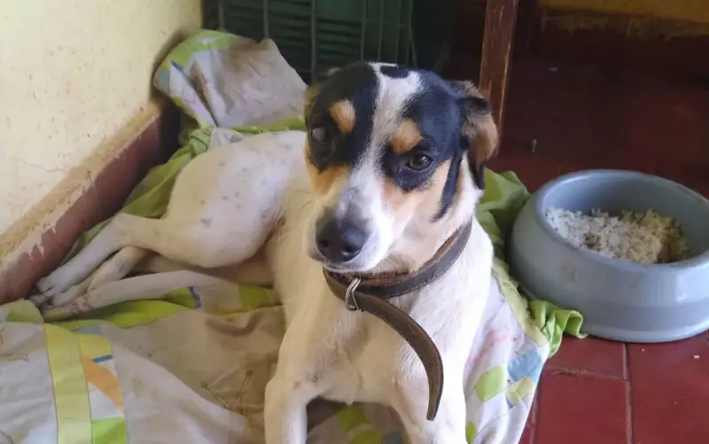 Família de Barretos busca cachorra que fugiu e foi levada por casal em flagrante