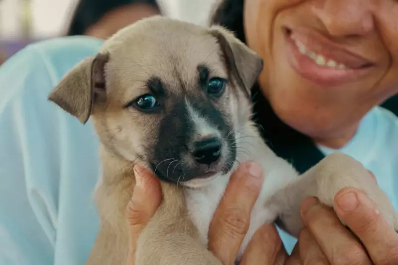 Feira de Adoção 'Meu Amigão' Retorna a Caruaru com Animais Vacinados e Castrados