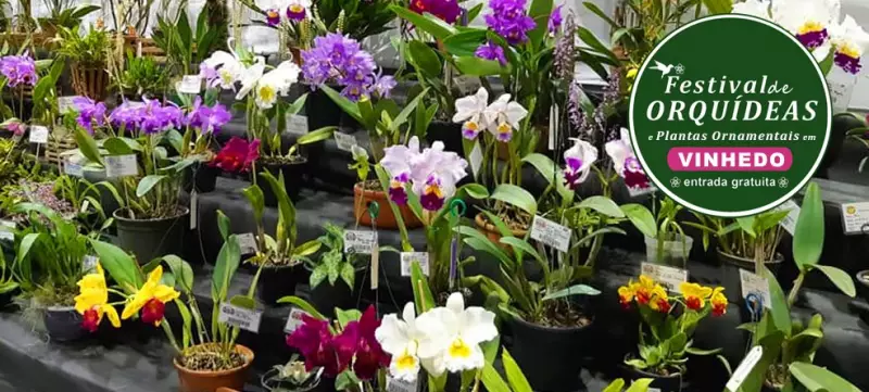 Festival de Orquídeas em Vinhedo exibe 10 mil plantas neste fim de semana