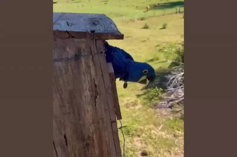 Filhote de arara-azul 'obedece' pais e voa pela primeira vez no Pantanal