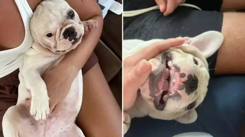 Filhote de buldogue francês furtado em Palhoça é devolvido à família após mobilização nas redes