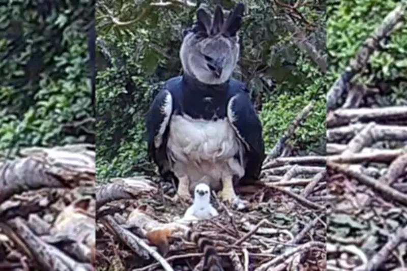 Filhote de harpia, a maior águia do mundo, nasce em ninho monitorado no Pantanal
