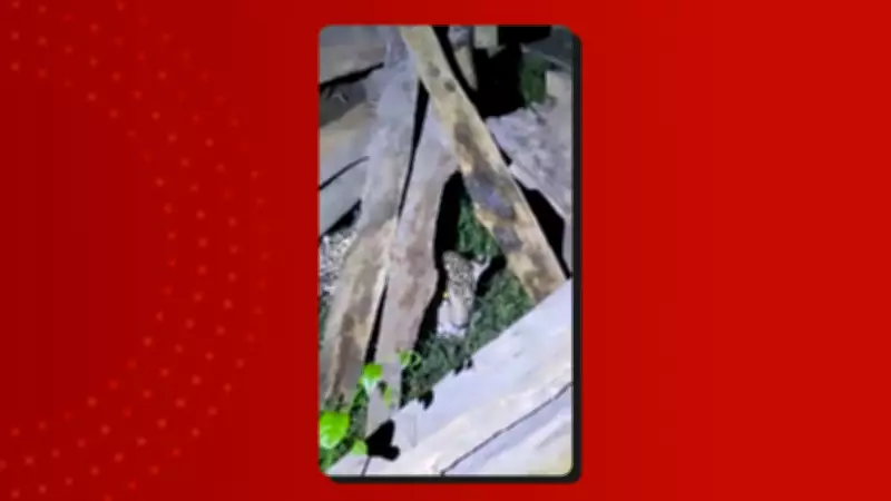 Filhote de onça-pintada é resgatado debilitado em Itacoatiara, no Amazonas