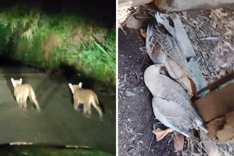 Filhotes de onça-parda atacam patos em sítio de Amparo; câmera flagra ação