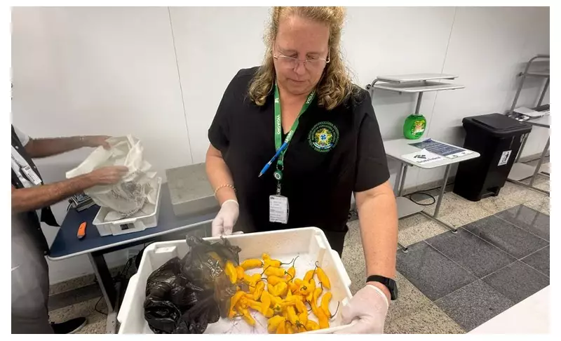 Fiscalização do Ministério da Agricultura apreende alimentos proibidos em viagens
