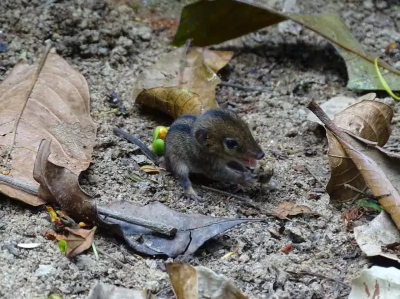 Flagrante raro: filhotes de cuíca-de-listras são filmados atravessando trilha em São Paulo