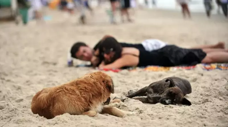 Florianópolis vai liberar cães em praias específicas após nova lei