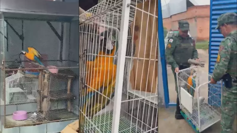 Foragido do CV por tráfico de animais silvestres é preso em Vespasiano, na Grande BH