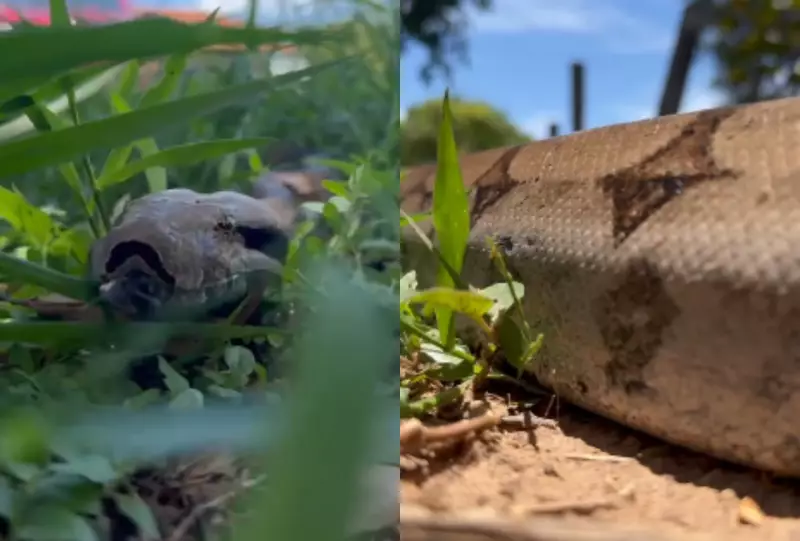 Fotógrafo flagra jiboia em raro momento de troca de pele no Pantanal de MS