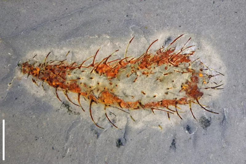 Fóssil de 512 milhões de anos na China revela segredos da vida após extinção global