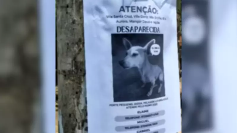 Fuga de cadela em pet hotel alerta tutores sobre cuidados na contratação de serviços