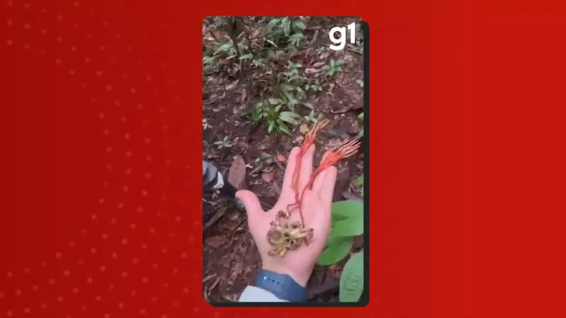 Fungo "zumbi" parasita tarântula gigante na Amazônia: cientista explica fenômeno