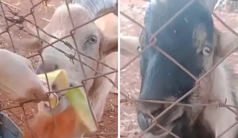 Furto de bodes Tiãozinho e Bito comove bairro de Americana; polícia investiga