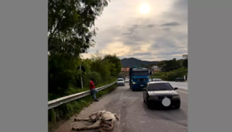 Furto de cavalos em Maricá termina com recuperação dos animais e fuga de suspeitos