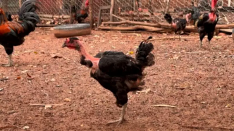 Galinha Canela-Preta: Raça do Piauí Atrai Produtores com Baixo Custo e Alta Adaptação