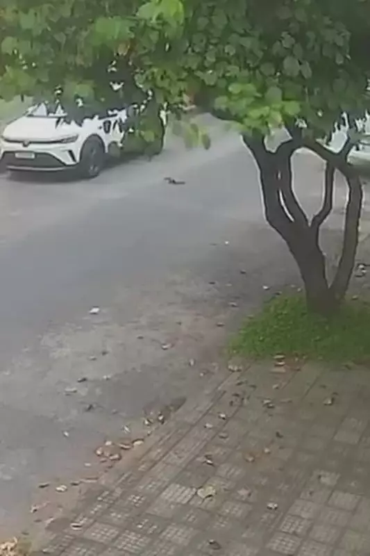 Gata é jogada de carro em movimento na Zona Leste de Belo Horizonte; imagens não identificam placa