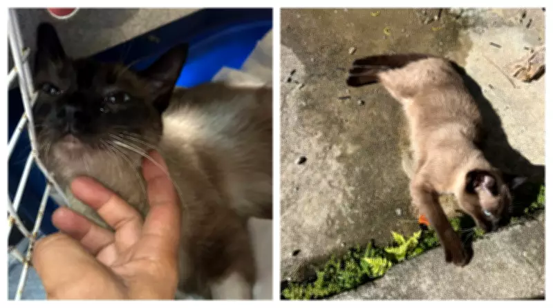 Gata fica paraplégica após tiro de chumbinho em São Paulo; vizinho é suspeito