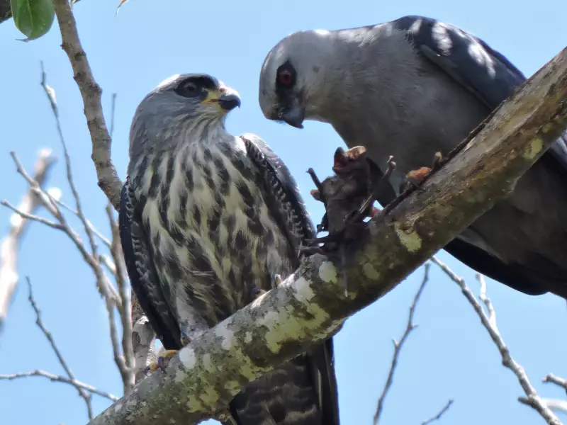 Gavião adulto é flagrado levando morcego vivo para alimentar filhote em Mogi Guaçu