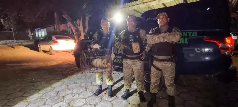 Gavião Real é resgatado após cair em bueiro no Parque 10 de Novembro, em Manaus