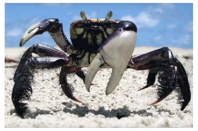 Governo define defeso do caranguejo-uçá para 2026: veja as datas