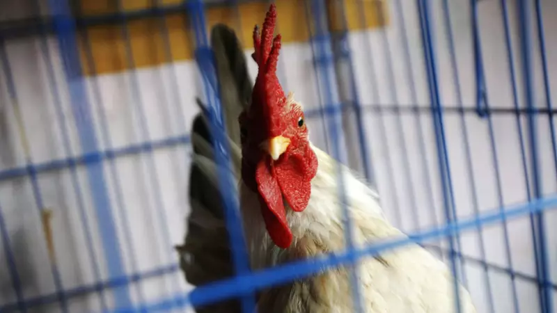 Gripe Aviária H5N1 Avança na Europa: 11 Países com Surtos em Granjas