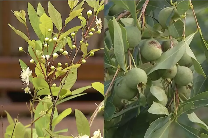 Guavira: Fruto símbolo do Cerrado vira estratégia de preservação ambiental em MS