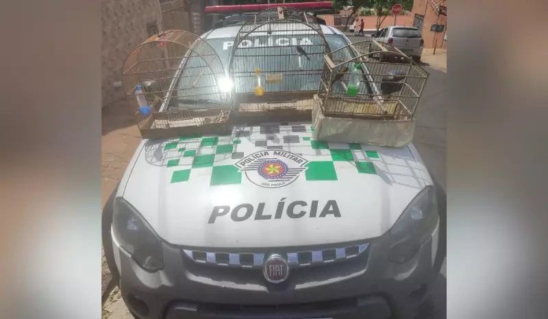 Homem é multado em R$ 2,7 mil por manter aves sem autorização e criar espécie híbrida em Álvares Machado