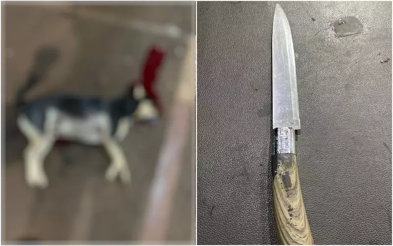 Homem é preso após esfaquear cachorro em Rio Verde, GO; Justiça libera com tornozeleira