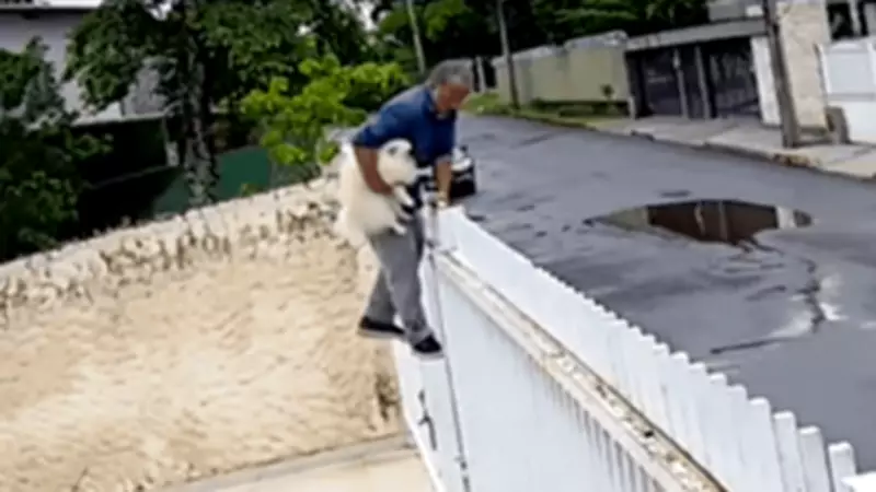 Homem é preso após pular portão e furtar cão Spitz Alemão no Lago Norte, DF