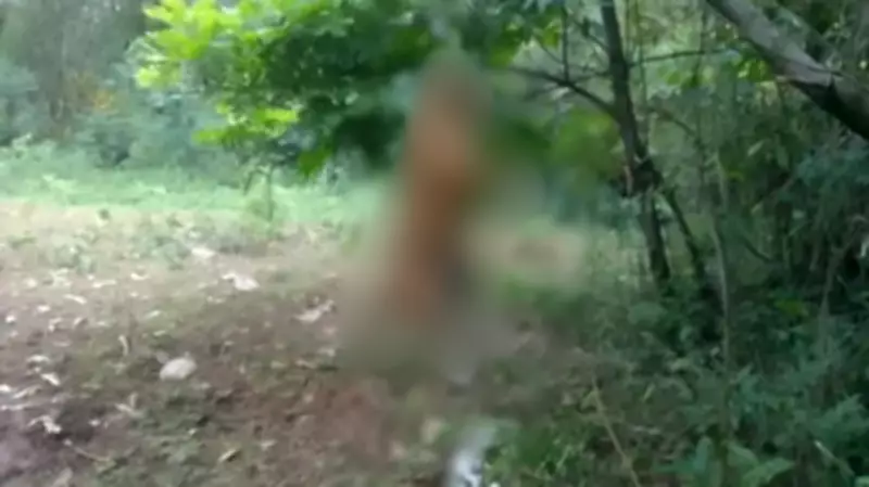 Homem é preso no Paraná por enforcar cadela de rua; suspeito nega crime