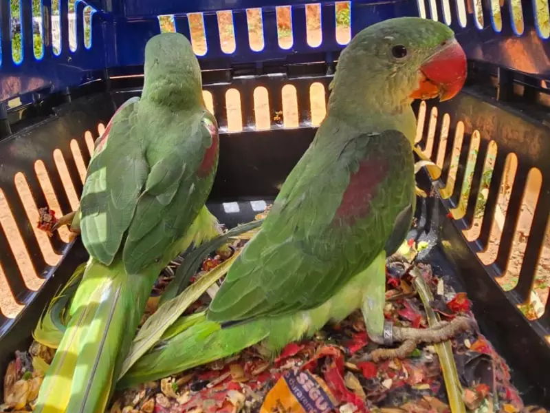 Homem é preso por maus-tratos a papagaios ameaçados em Santa Bárbara do Leste