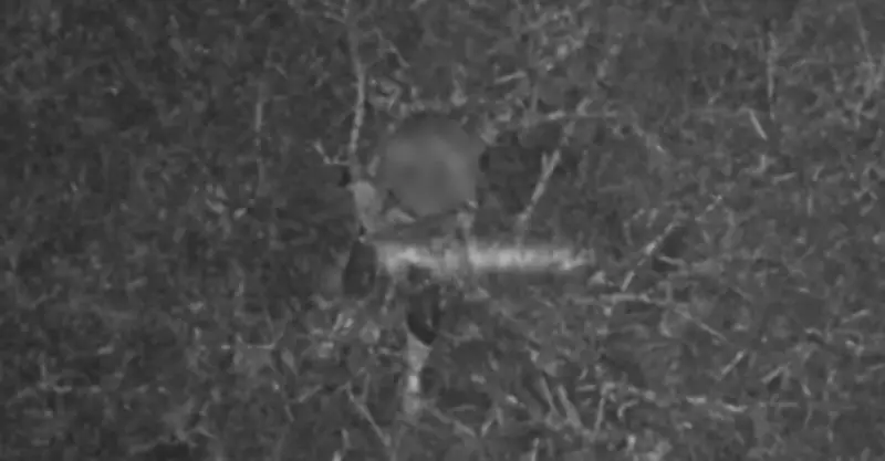 Homem é resgatado em mata do PR após ser localizado por drone dos Bombeiros em 7 minutos