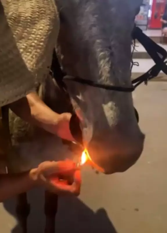 Homem força mula a segurar cigarro aceso na boca em São Sebastião da Vargem Alegre