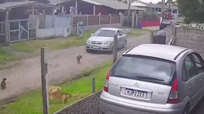 Homem preso após atropelar cachorro intencionalmente em Capão da Canoa