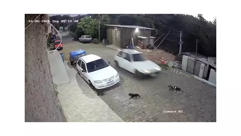 Homem preso por atropelar cães no RS se torna réu após confissão em áudios