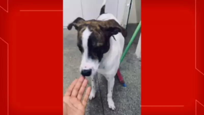 Homem preso por suspeita de matar cachorro a tiros em Arniqueira, no Distrito Federal