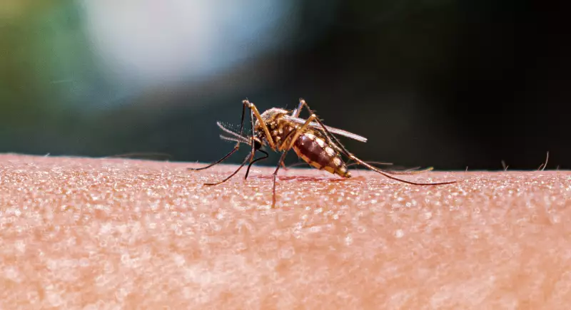 Hospital Einstein desenvolve IA para diagnosticar malária em 15 minutos na Amazônia