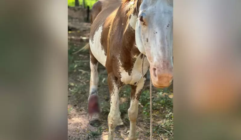 Idoso de 67 anos é multado em R$ 3 mil por maus-tratos a cavalo ferido em Martinópolis