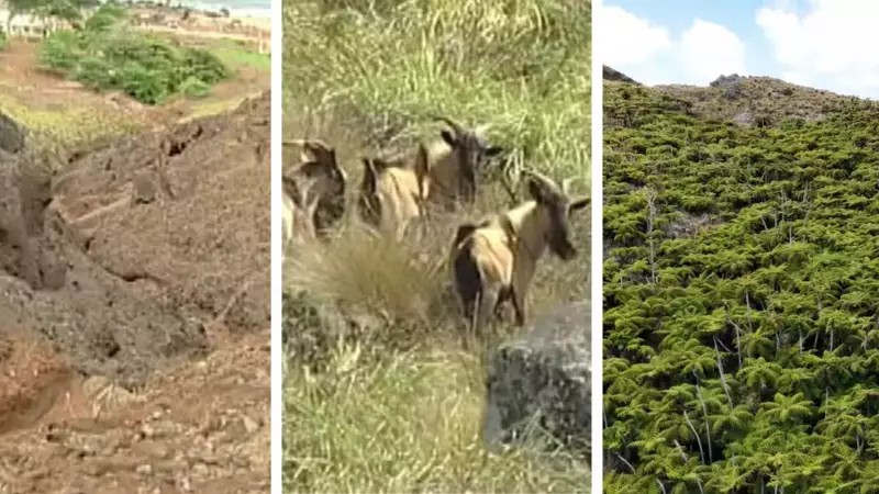 Ilha da Trindade: Como a natureza se recuperou após 30 anos sem cabras