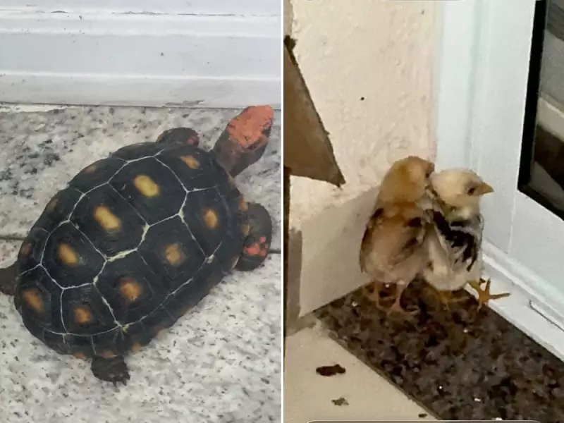 Jabuti e pintinhos são resgatados de sacada em Americana após denúncia de maus-tratos