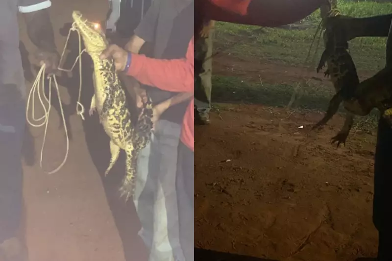 Jacaré é capturado dormindo em quintal de casa em Camapuã