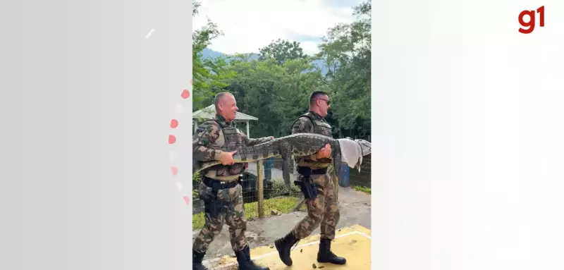 Jacaré é resgatado após ficar preso em rede de trave em condomínio de Florianópolis