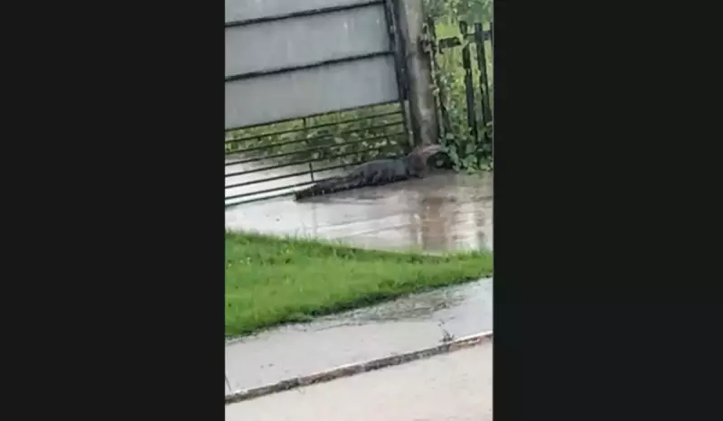 Jacaré invade quintal de residência em Lábrea, Amazonas, após temporais
