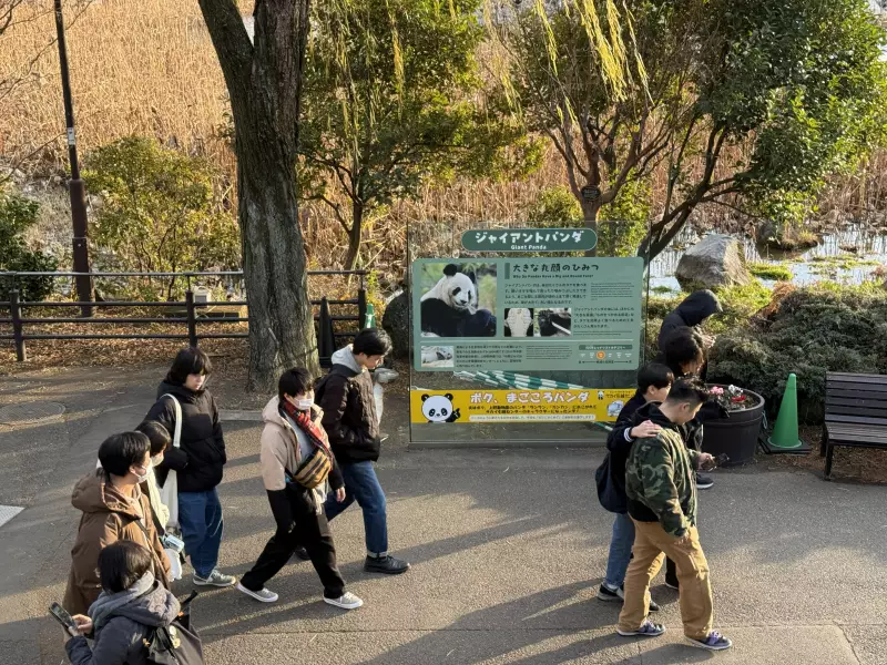 Japão devolve antecipadamente pandas gigantes à China em meio a crise diplomática